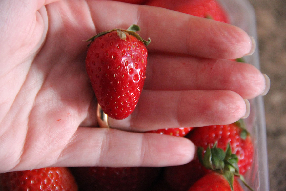 fragola