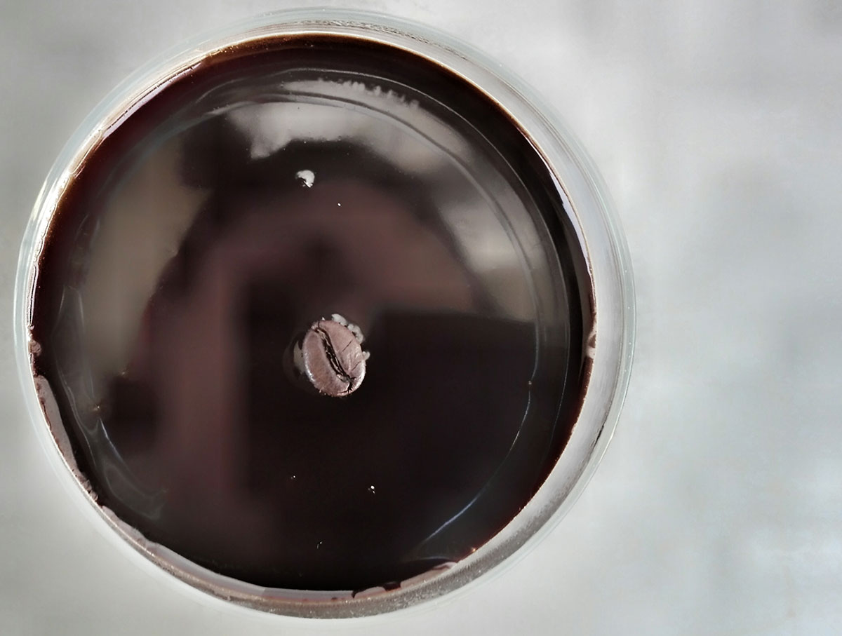 panna-cotta-al-caffe