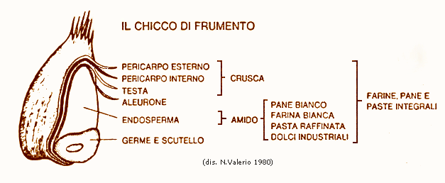 Analisi di un chicco di frumento
