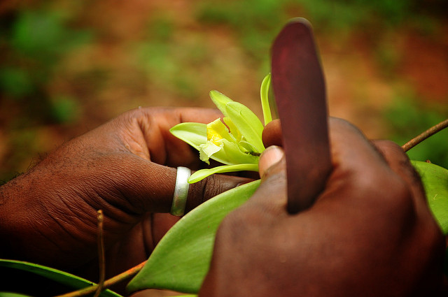 vaniglia impollinazione