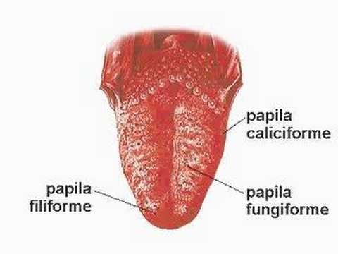 papille gustative e posizioni sulla lingua